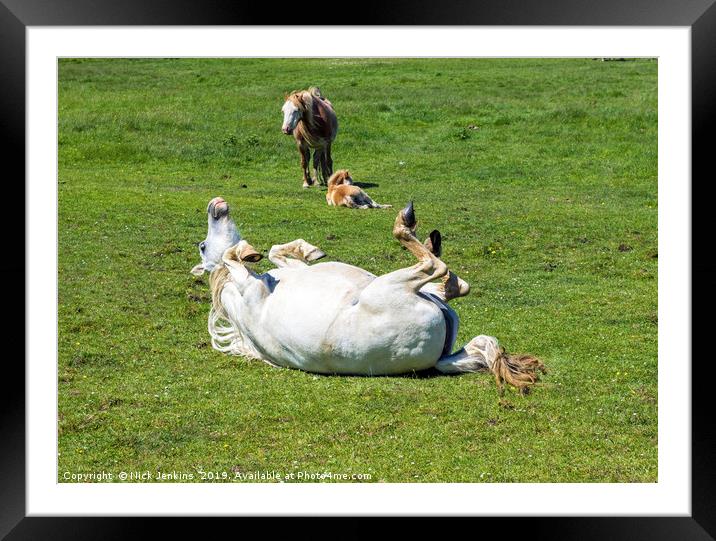 White Horse Rolling on Grass  Framed Mounted Print by Nick Jenkins