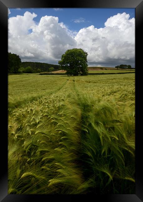 Barley Field - Portrait Framed Print by David Neighbour