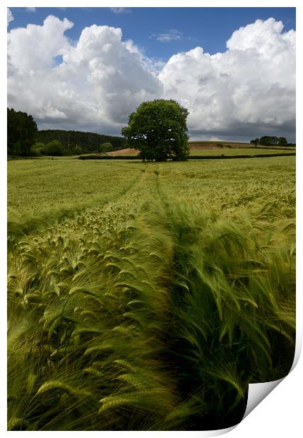 Barley Field - Portrait Print by David Neighbour