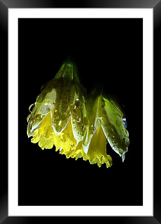 Night Daffodil Framed Mounted Print by Doug McRae