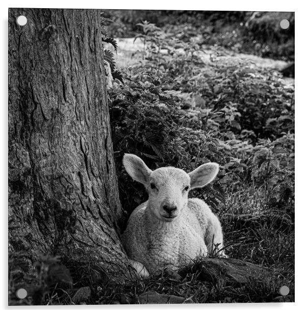 Hadrians Lamb Acrylic by Mark S Rosser