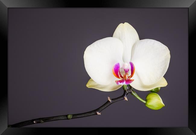 White Orchid Still Life  Framed Print by Mike C.S.