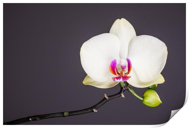 White Orchid Still Life  Print by Mike C.S.