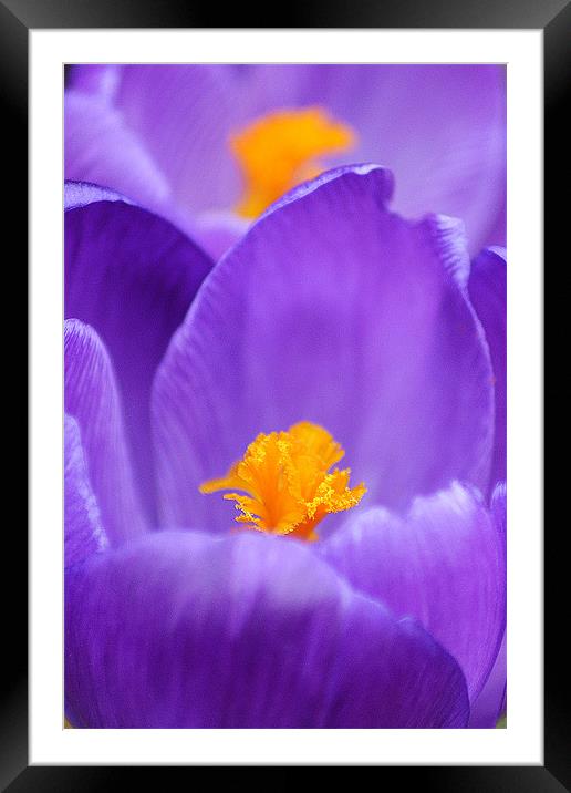 Heart of Crocus Framed Mounted Print by Donna Collett