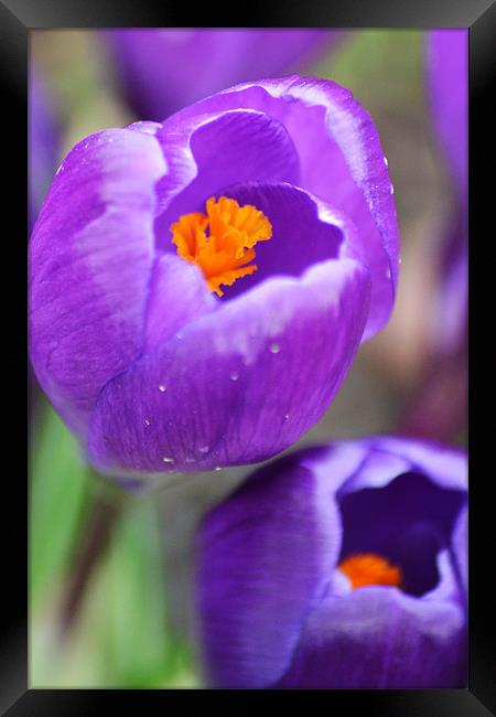 Delicate Crocus Framed Print by Donna Collett