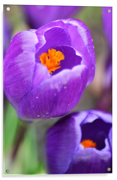 Delicate Crocus Acrylic by Donna Collett