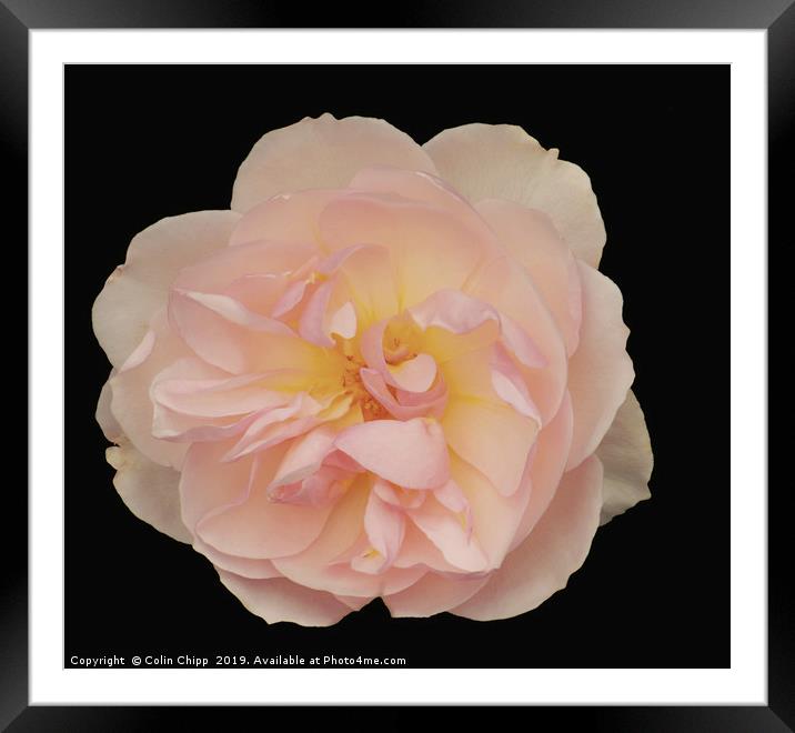 Single rose Framed Mounted Print by Colin Chipp