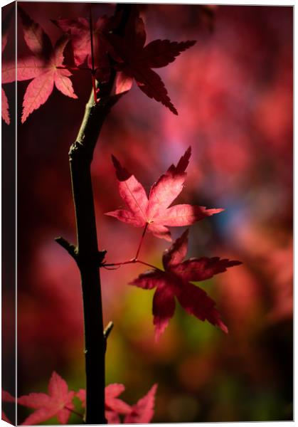 Acer Tree Canvas Print by Ben Hatwell
