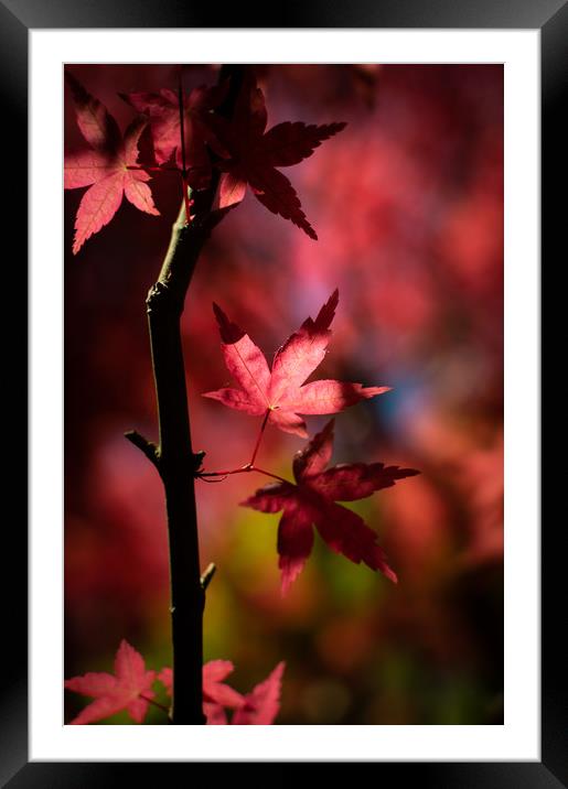 Acer Tree Framed Mounted Print by Ben Hatwell