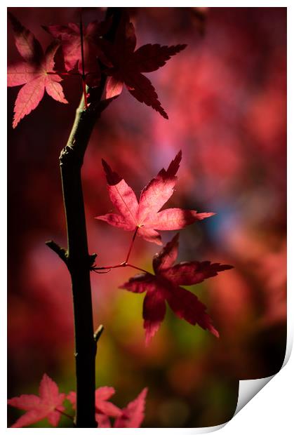 Acer Tree Print by Ben Hatwell