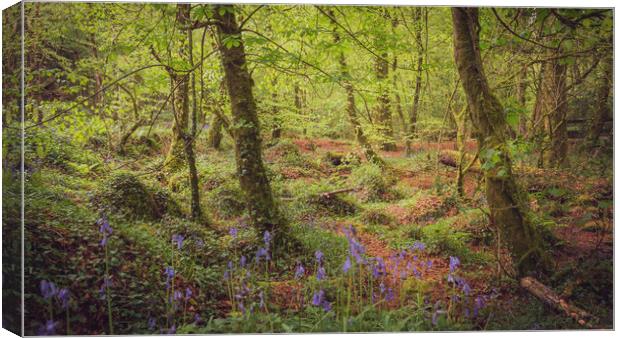 Bluebells at Kennall Vale Canvas Print by Ben Hatwell
