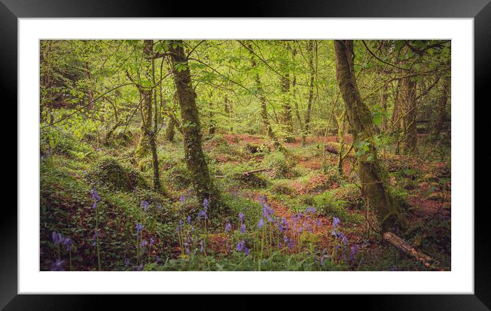 Bluebells at Kennall Vale Framed Mounted Print by Ben Hatwell