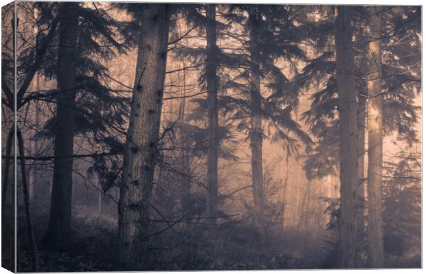 Woodland Trees Canvas Print by Ben Hatwell
