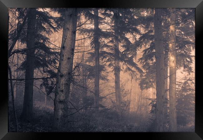 Woodland Trees Framed Print by Ben Hatwell