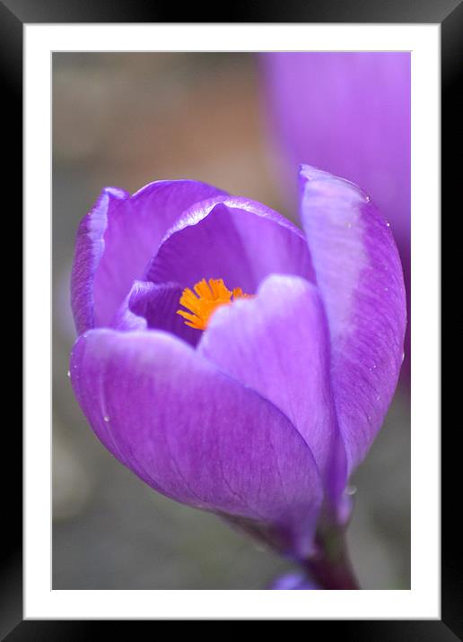 Purple Crocus Framed Mounted Print by Donna Collett