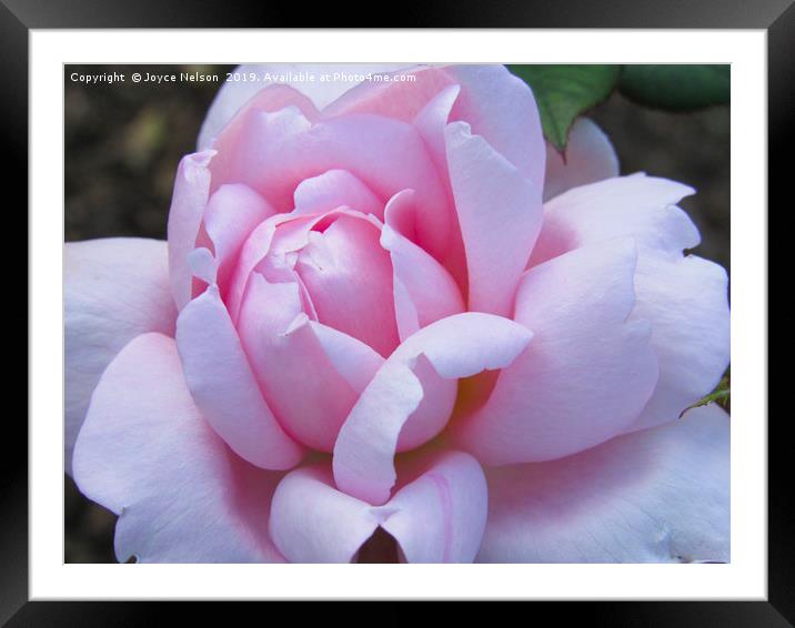 A pretty pink rose flower in bloom Framed Mounted Print by Joyce Nelson