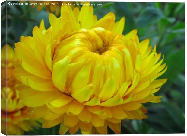 A yellow Dahlia in bloom Canvas Print by Joyce Nelson