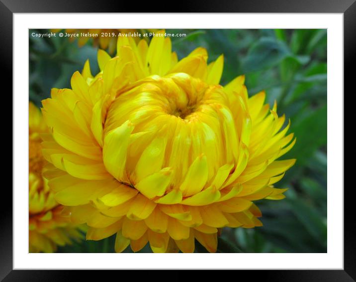 A yellow Dahlia in bloom Framed Mounted Print by Joyce Nelson