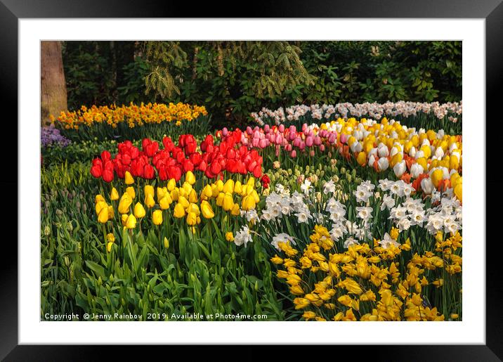Colorful Patches of Tulips and Narcissus Framed Mounted Print by Jenny Rainbow