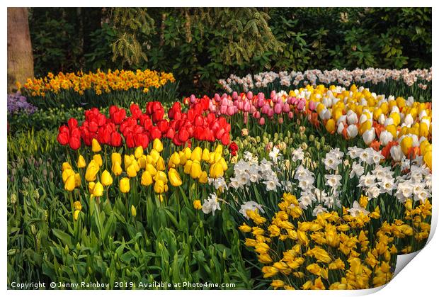 Colorful Patches of Tulips and Narcissus Print by Jenny Rainbow