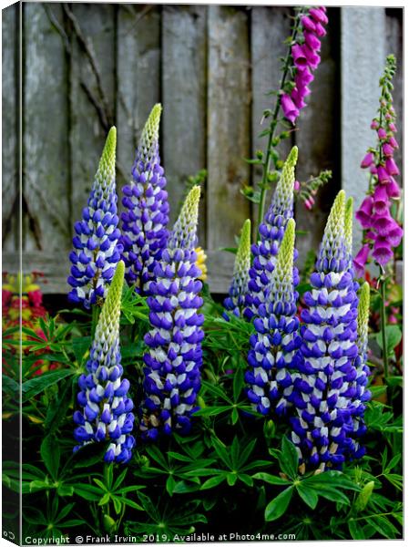 Beaufiful, colourful, giant Lupins Canvas Print by Frank Irwin
