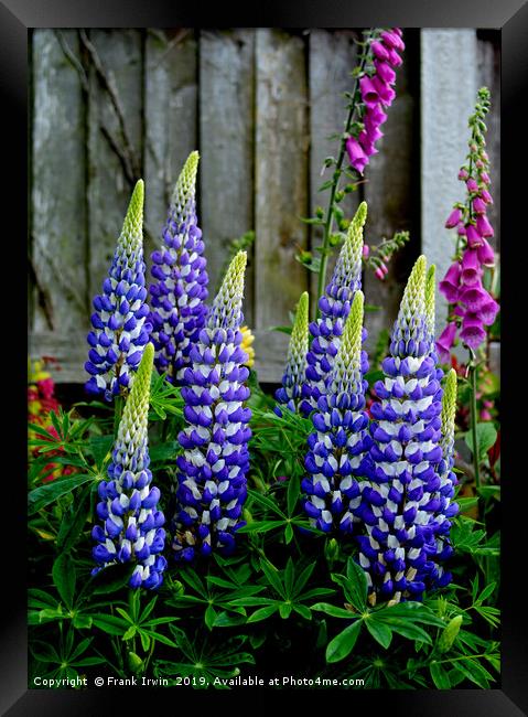 Beaufiful, colourful, giant Lupins Framed Print by Frank Irwin
