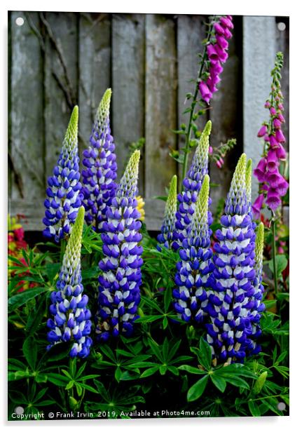 Beaufiful, colourful, giant Lupins Acrylic by Frank Irwin