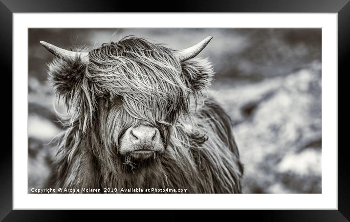 Highland cow  Framed Mounted Print by Archie Mclaren