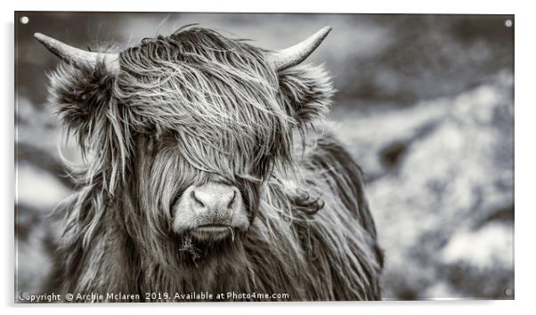 Highland cow  Acrylic by Archie Mclaren