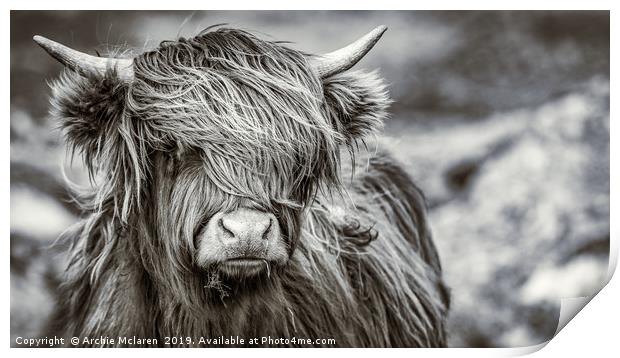 Highland cow  Print by Archie Mclaren