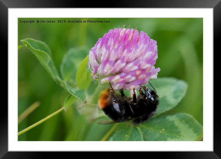 Bee collecting pollen from Clover Framed Mounted Print by Jim Jones