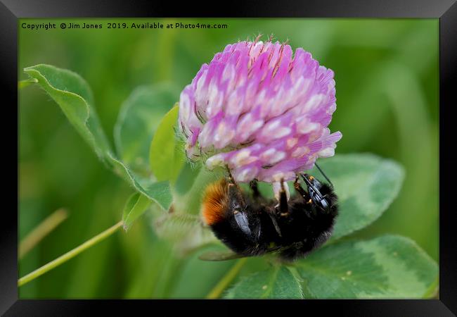 Bee collecting pollen from Clover Framed Print by Jim Jones