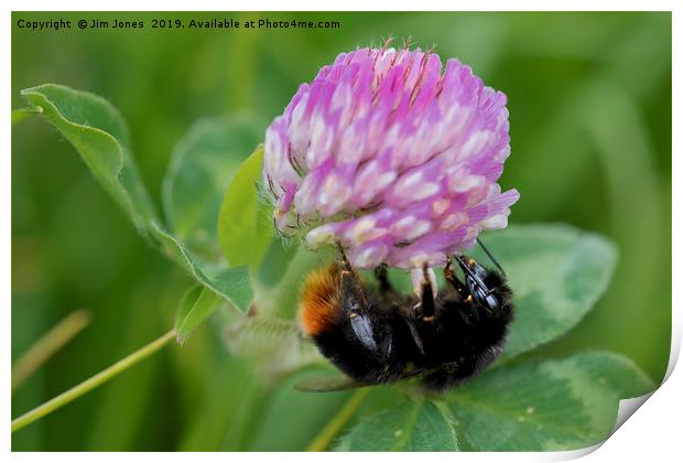 Bee collecting pollen from Clover Print by Jim Jones