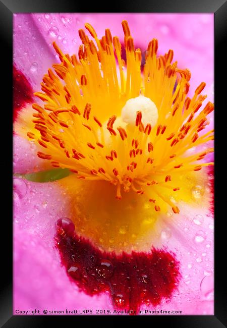 Wet Cistus flower beautiful macro detail Framed Print by Simon Bratt LRPS