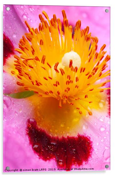 Wet Cistus flower beautiful macro detail Acrylic by Simon Bratt LRPS