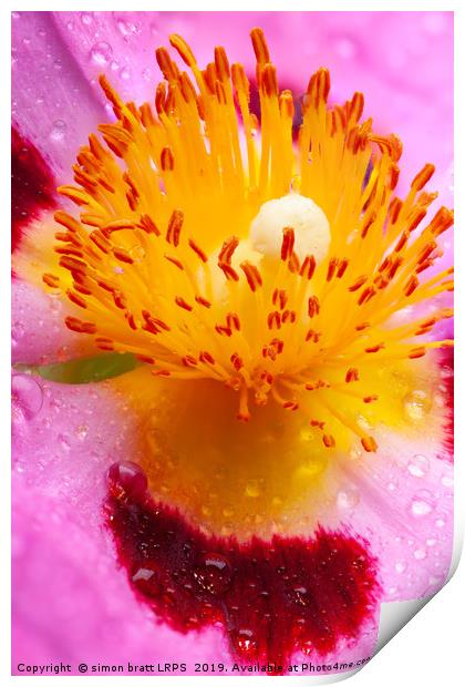 Wet Cistus flower beautiful macro detail Print by Simon Bratt LRPS