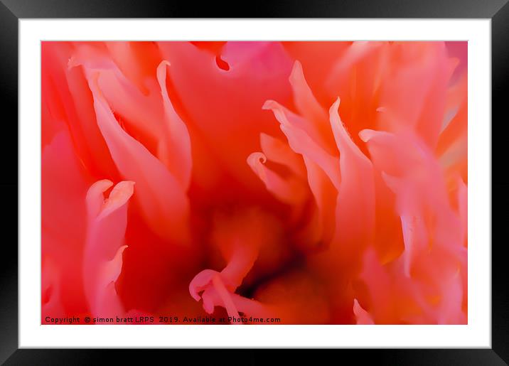 Red Paeonia flower head super close up Framed Mounted Print by Simon Bratt LRPS