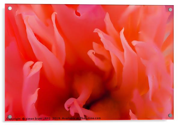 Red Paeonia flower head super close up Acrylic by Simon Bratt LRPS