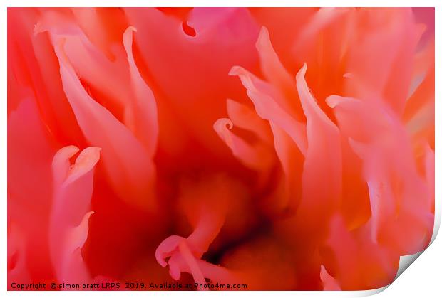 Red Paeonia flower head super close up Print by Simon Bratt LRPS