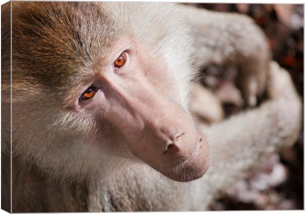 Hamadryas baboon portrait Canvas Print by Andrew Michael
