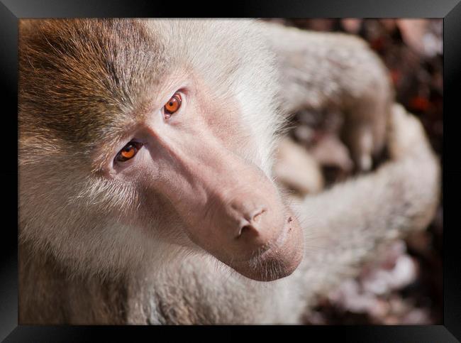 Hamadryas baboon portrait Framed Print by Andrew Michael