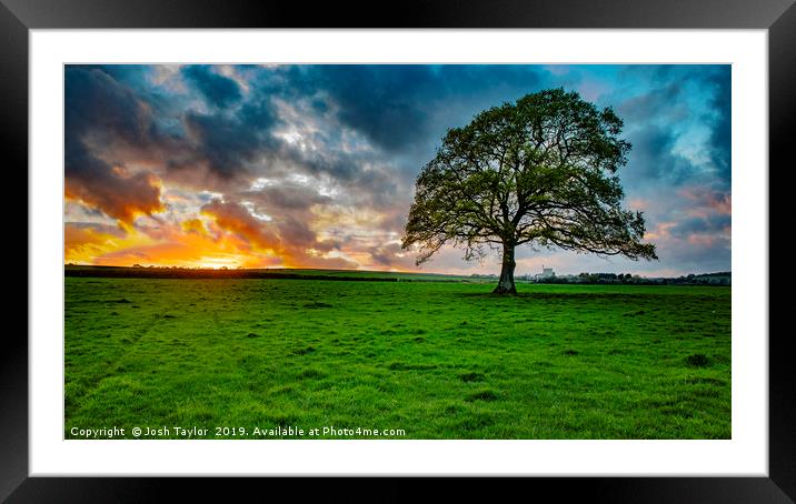 The Lone Tree  Framed Mounted Print by Josh Taylor