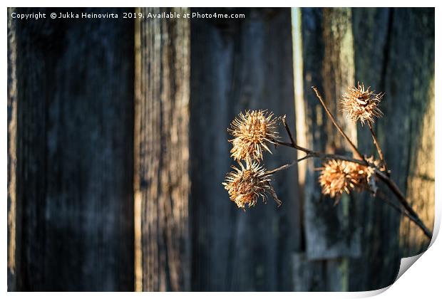 Melancholy Thistle Branch By The Barn Wall Print by Jukka Heinovirta