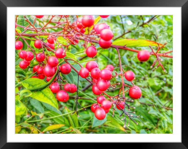 A pop of red red berries Framed Mounted Print by Cherise Man