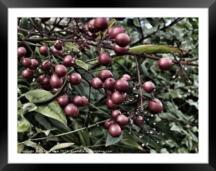 Red berries doomsday   Framed Mounted Print by Cherise Man