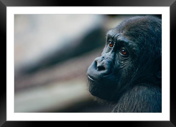 Melancholy Gorilla Framed Mounted Print by Andrew Michael