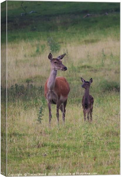 Red Deer with her fawn Canvas Print by Tracey Wood