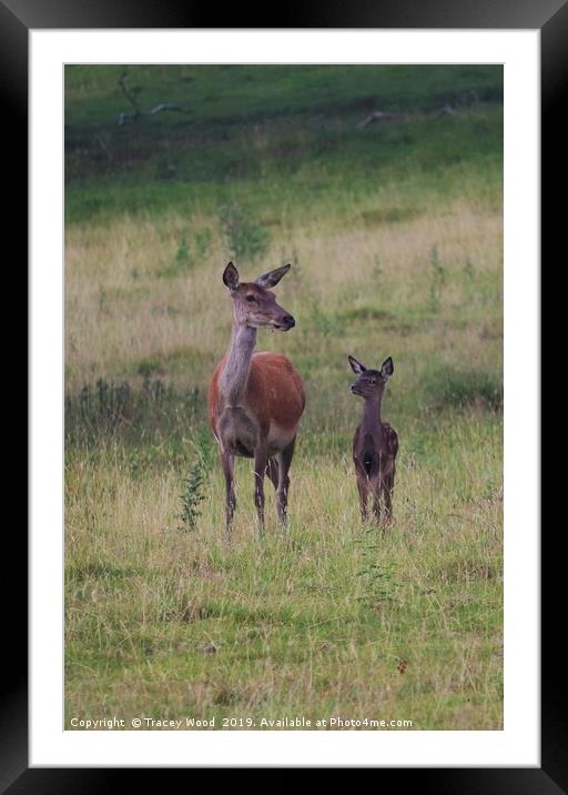 Red Deer with her fawn Framed Mounted Print by Tracey Wood