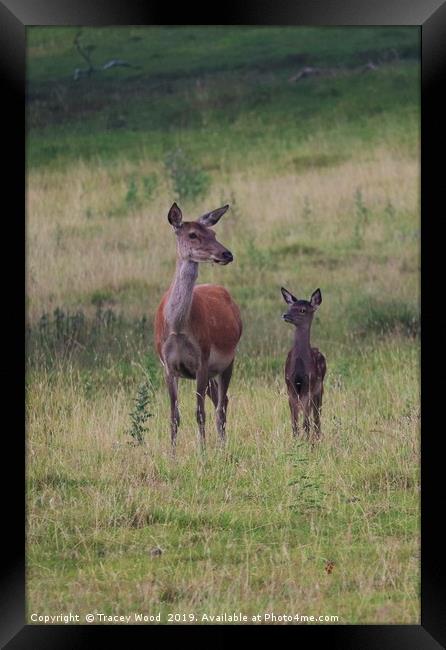 Red Deer with her fawn Framed Print by Tracey Wood
