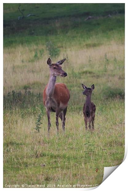 Red Deer with her fawn Print by Tracey Wood